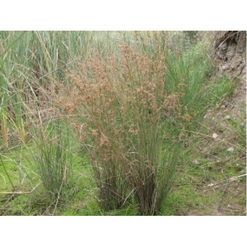 Common Rush Juncus usitatus 1 Plants Grass Hardy Water Pond Grasses